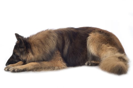 Dog, Belgian Shepherd Tervuren, sleeping, isolated on white background