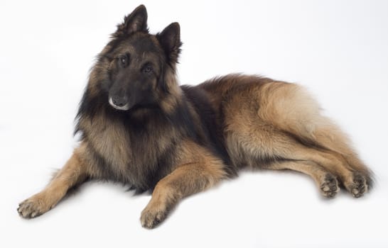 Dog, Belgian Shepherd Tervuren, lying, isolated on white background