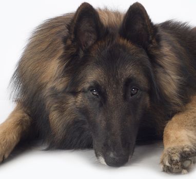 Dog, Belgian Shepherd Tervuren, close up head, looking in camera