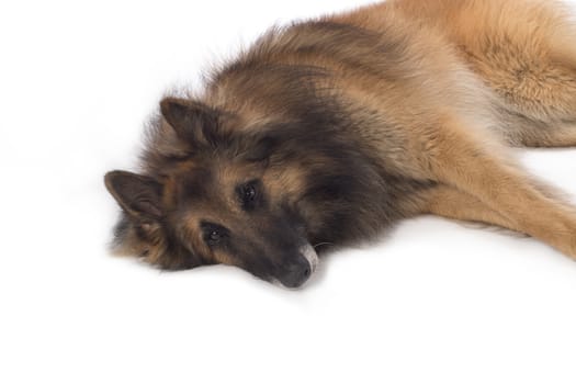 Dog, Belgian Shepherd Tervuren, lying, isolated