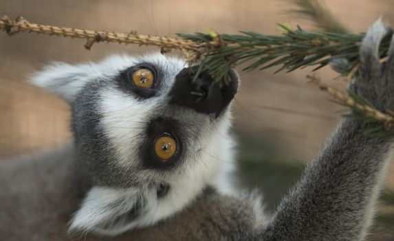 Lemur eating pine tree branch