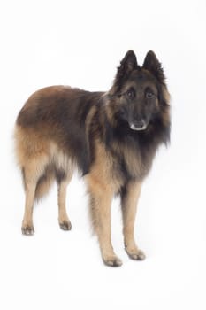 Dog, Belgian Shepherd Tervuren, standing, isolated on white background