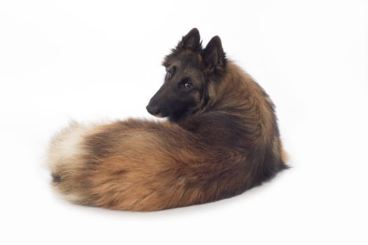 Dog, Belgian Shepherd Tervuren, lying, looking back, isolated on white background