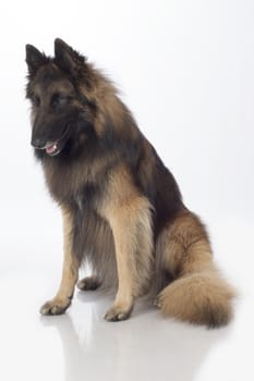 Dog, Belgian Shepherd Tervuren, sitting, isolated on white background