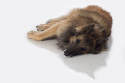 Dog, Belgian Shepherd Tervuren, lying, isolated on white background