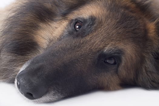 Dog, close up of nose and eyes, isolated 