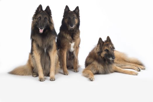 Three dogs, Belgian Shepherd Tervuren, isolated on white background