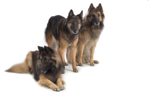 Three dogs, Belgian Shepherd Tervuren, isolated on white background