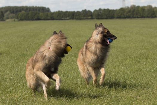 Two dogs with balls, running in the grass 