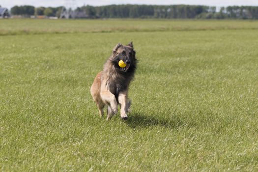 dog running through grass with ball in mouth