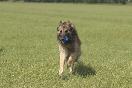 Dog with ball running in grass