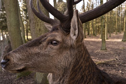 Closeup of a Deer