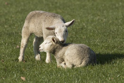 Two lambs on pasture, green grass