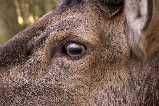 Closeup of a Deer