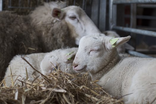 Lamb lying with eyes closed