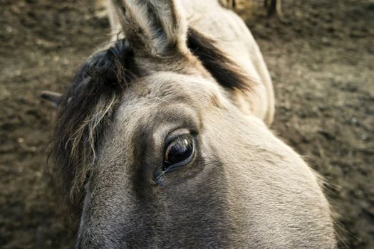Closeup of a Konik Horse