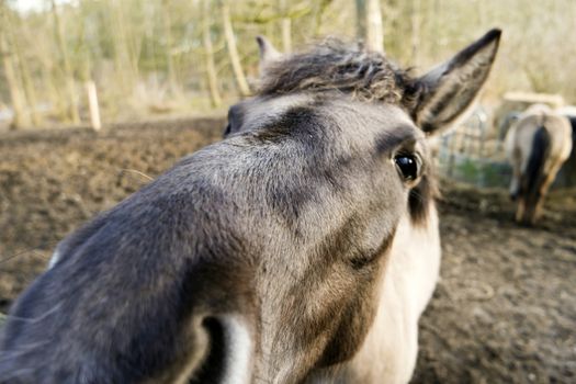 Closeup of a Konik Horse