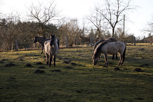 Konik Horses on a Pasture