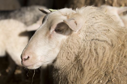 Sheep, headshot, closeup