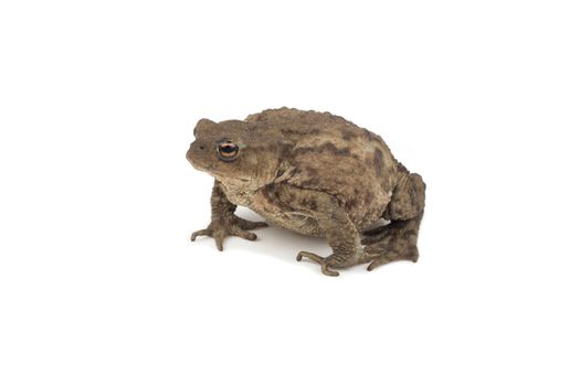 Hoptoad isolated on white background