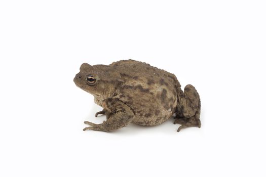 Hoptoad isolated on white background