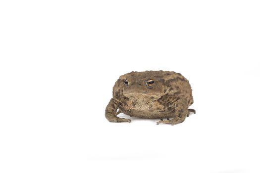 Hoptoad isolated on white background