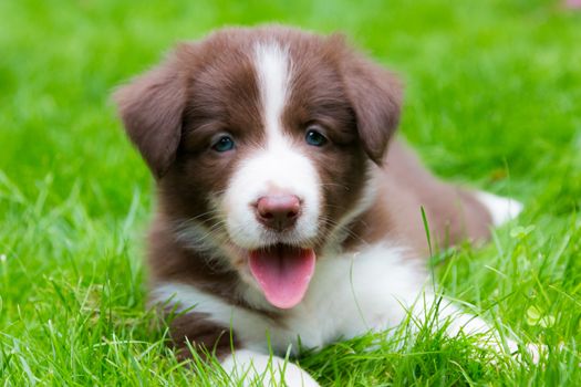 Happy red border collie puppy  laying on the grass