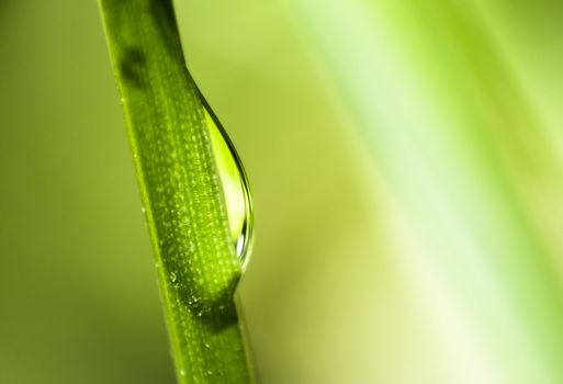 an extreme close up of a clear water droplet rolling down a green blade of grass