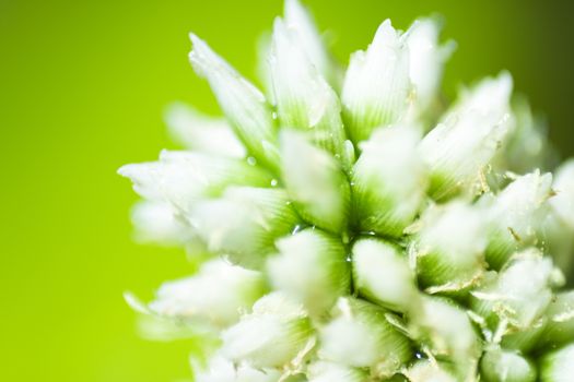 an extreme close up of a fresh wet grass flower in natural sunlight