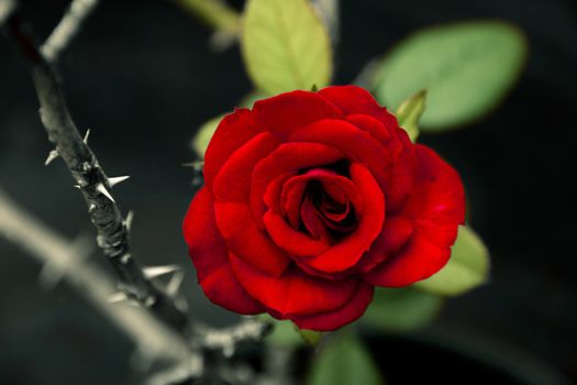 a flowering red rose next to sharp thorny stem growing side by side