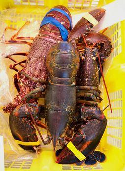Fresh Raw Lobsters and Claws Fixed with Rubber Band in Yellow Shopping Basket closeup. Focus on Foreground