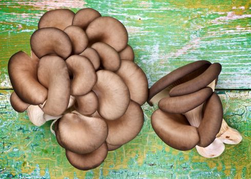 Two Bunches of Raw Oyster Mushrooms closeup on Cracked Green Wooden background. Top View