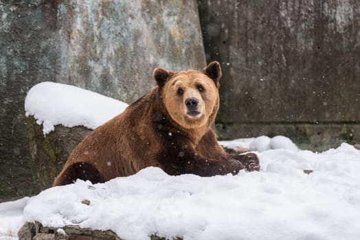 Eurasian brown bear  on the snow background