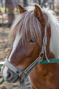 close-up of horse head 