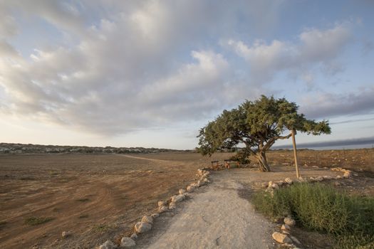 Lonely tree,protaras,sea caves,Cyprus