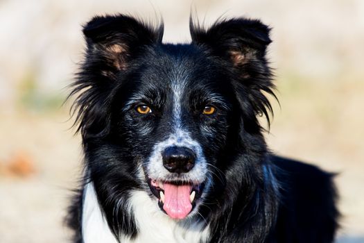 A border collie in the sunshine