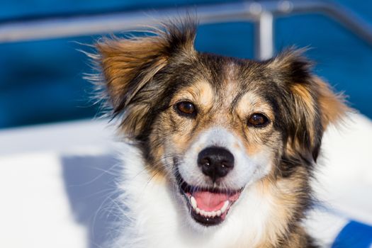 Smiling dog in the sun