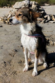 A dog on the sand is looking far away