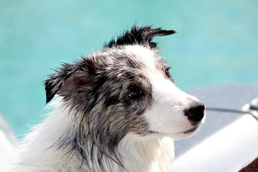 Border collie on the seaside