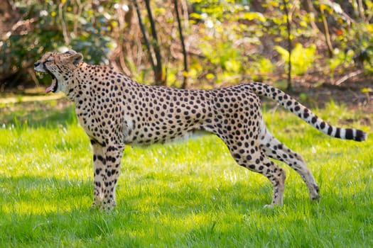 Yawning  Cheetah in the savannah - animal in wildlife 