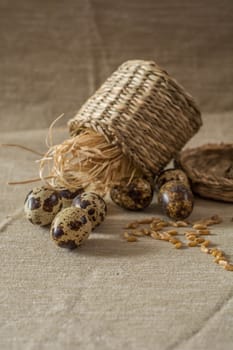 Quail eggs,wheat and eggbeater on grey background