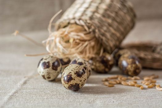 Quail eggs,wheat  on grey background
