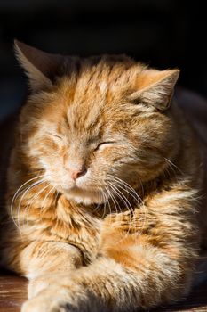 A red cat is resting at the sun