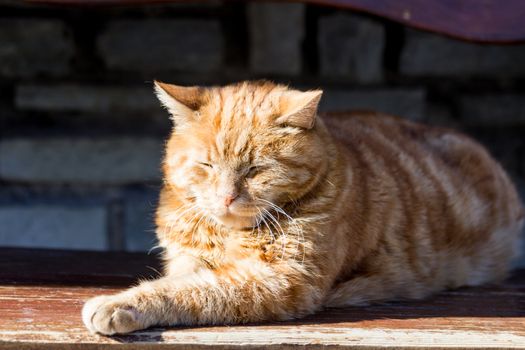 A red cat is resting at the sun