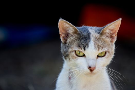 Close-up of a cat face 