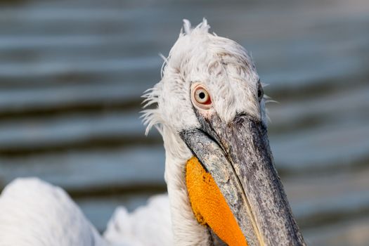 A particular of an adult Dalmatian Pelican