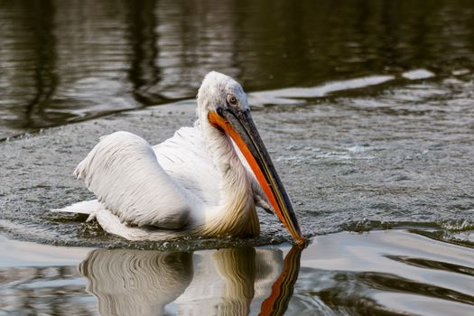 A particular of an adult Dalmatian Pelican