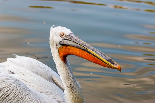 The detail of adult dalmatian pelican.