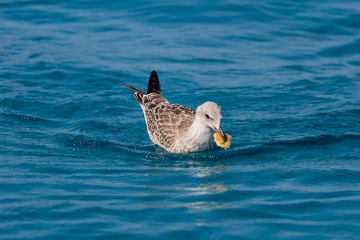 Seagull with a piece of bread in its mouth