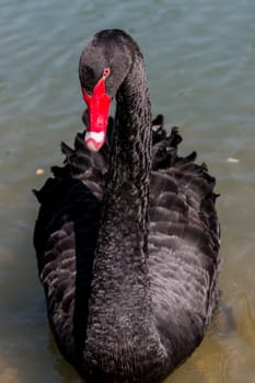 Black Swan in the pond